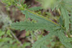 Sulphur cinquefoil